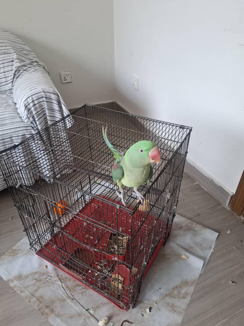 Talking Parrot 1