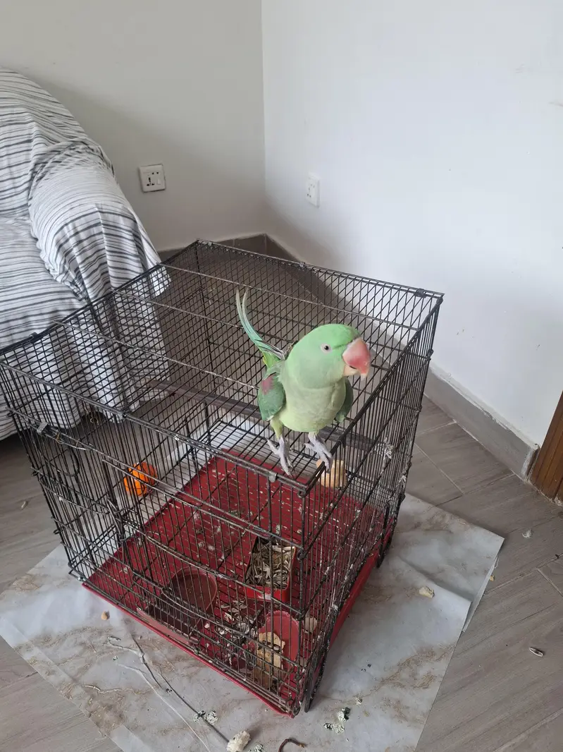 Talking Parrot — photo 2
