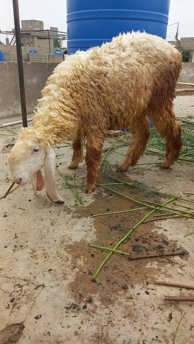 sheep