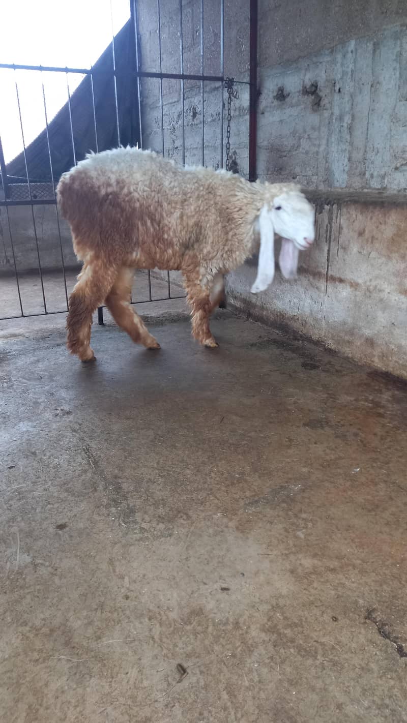 sheep 1