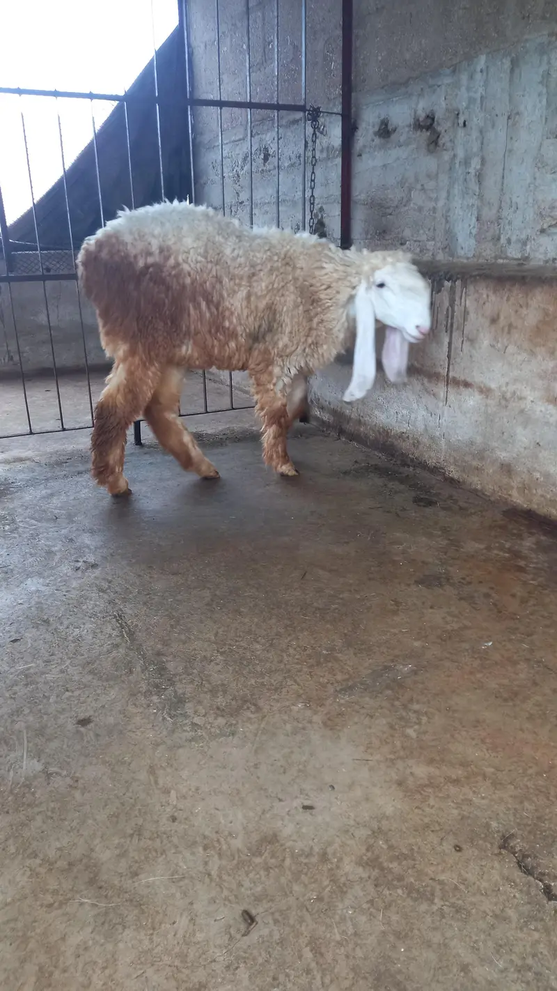 sheep — photo 2