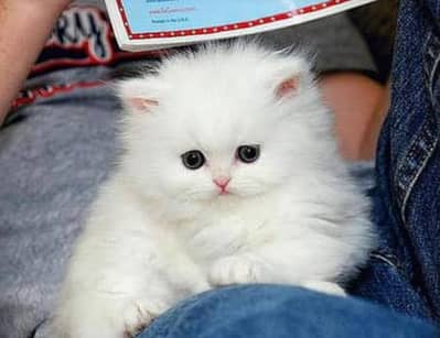 persian kittens
