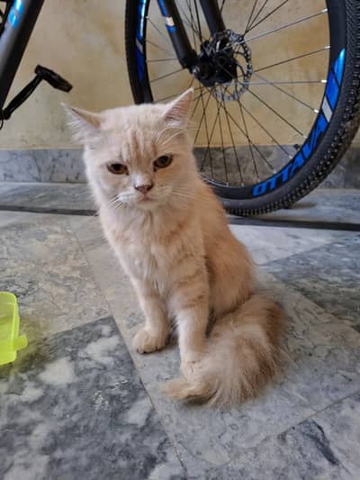 persian kitten cat 