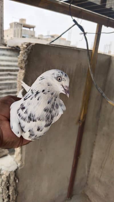 patti walay pigeon kabooter pegion