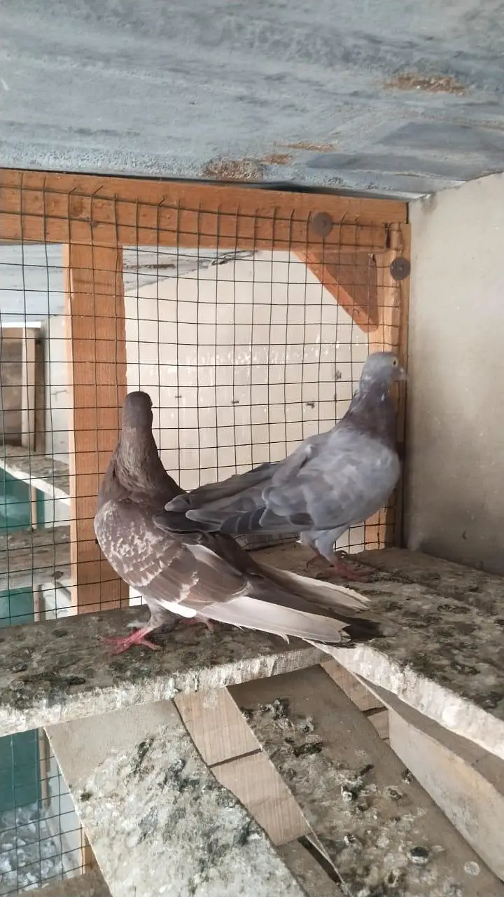 patti walay pigeon kabooter pegion — photo 2
