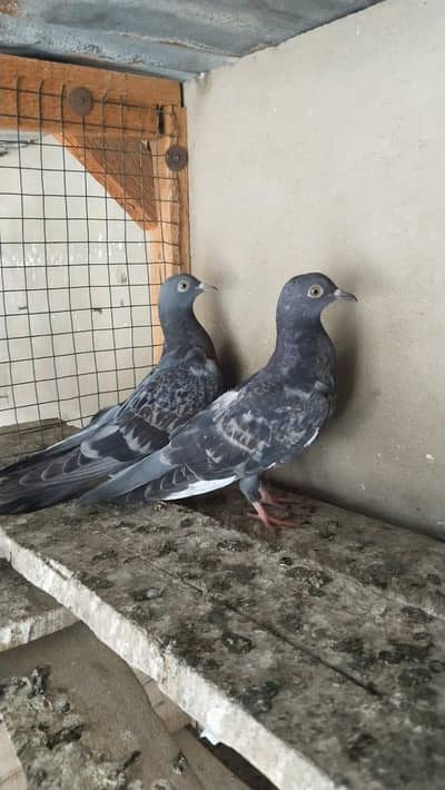 patti walay pigeon kabooter pegion