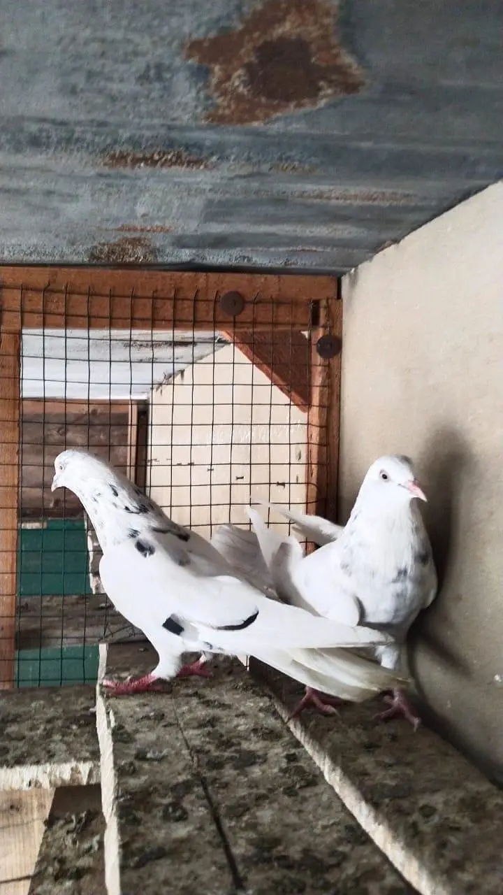 patti walay pigeon kabooter pegion — photo 4