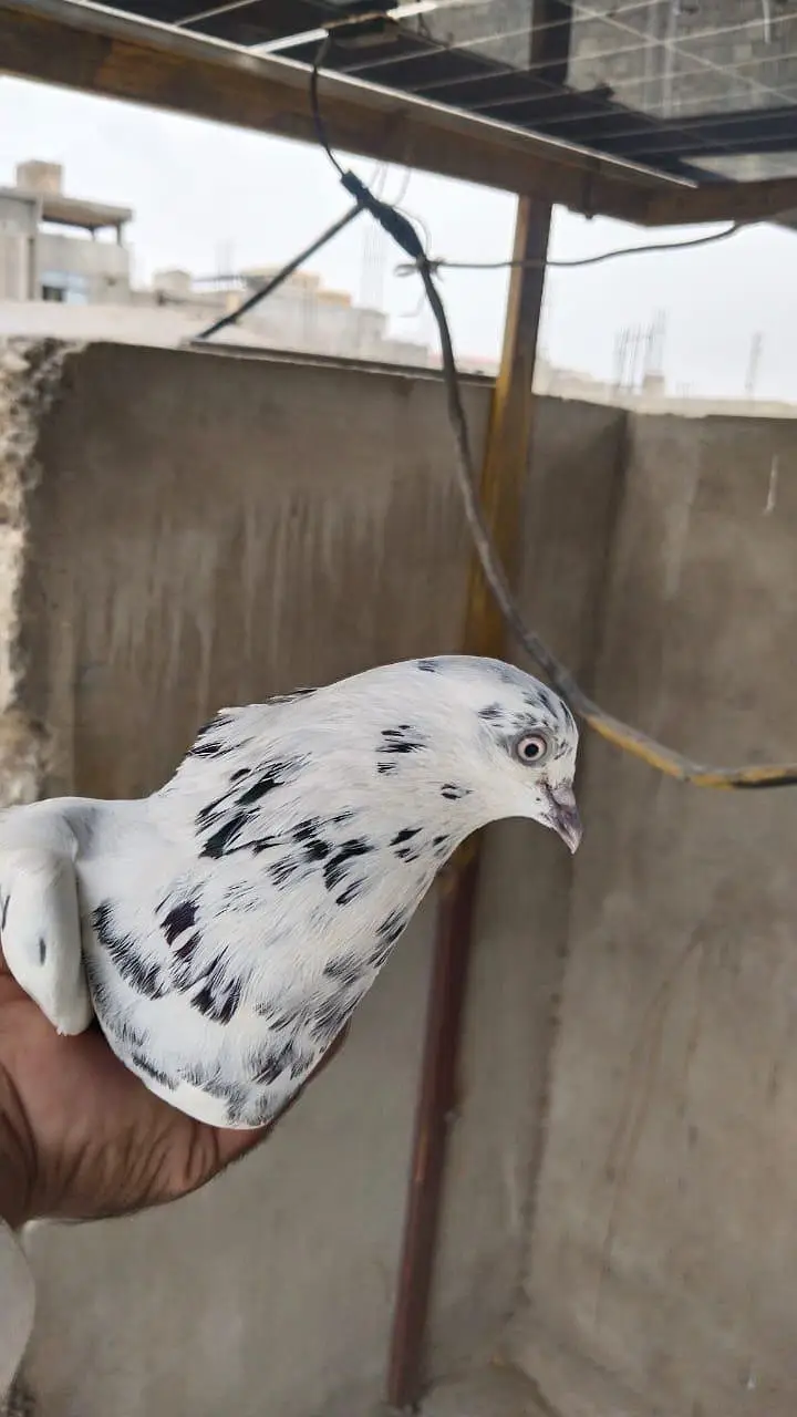 patti walay pigeon kabooter pegion — photo 5