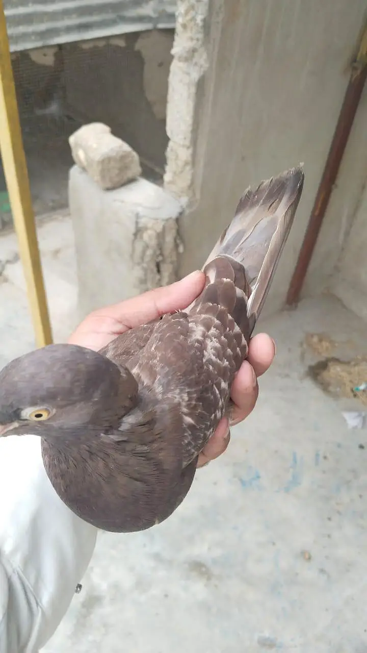 patti walay pigeon kabooter pegion — photo 6