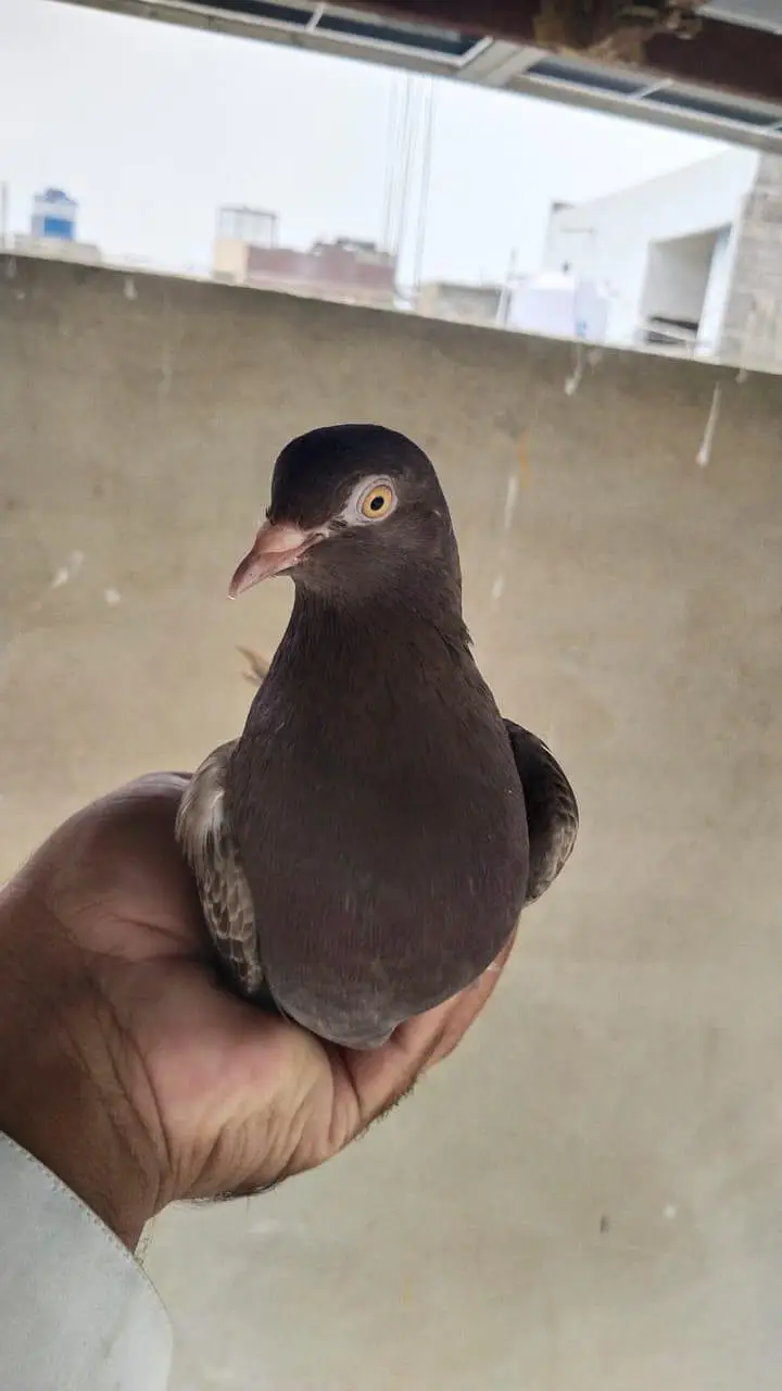 patti walay pigeon kabooter pegion — photo 7