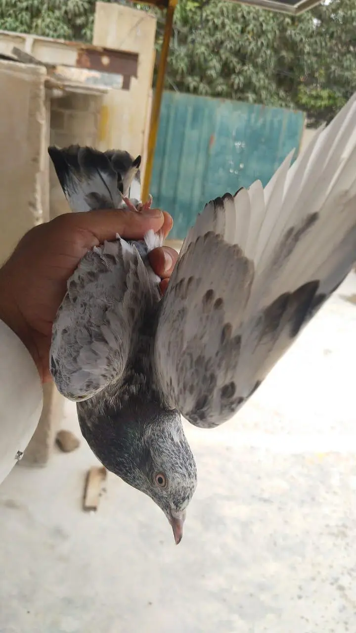 patti walay pigeon kabooter pegion — photo 8