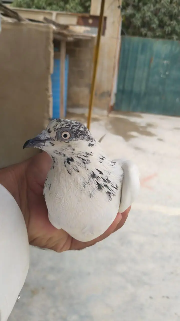 patti walay pigeon kabooter pegion — photo 9