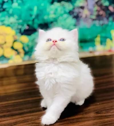 persian cat for sale My WhatsApp number 03093713755