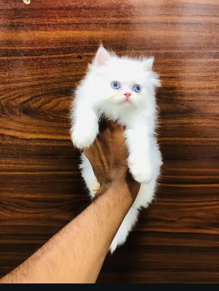 persian cat for sale My WhatsApp number 03093713755 — photo 3