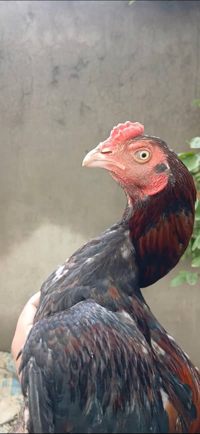 Quality Amroha Blood Cross male ' Saaf Ankh ' Zero Size 'Home Blood.