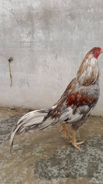 Aseel Breeder male