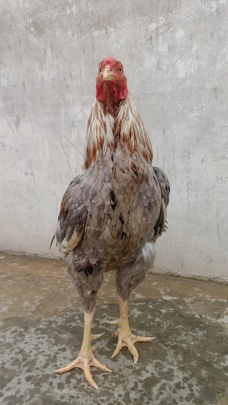 Aseel Breeder male — photo 2