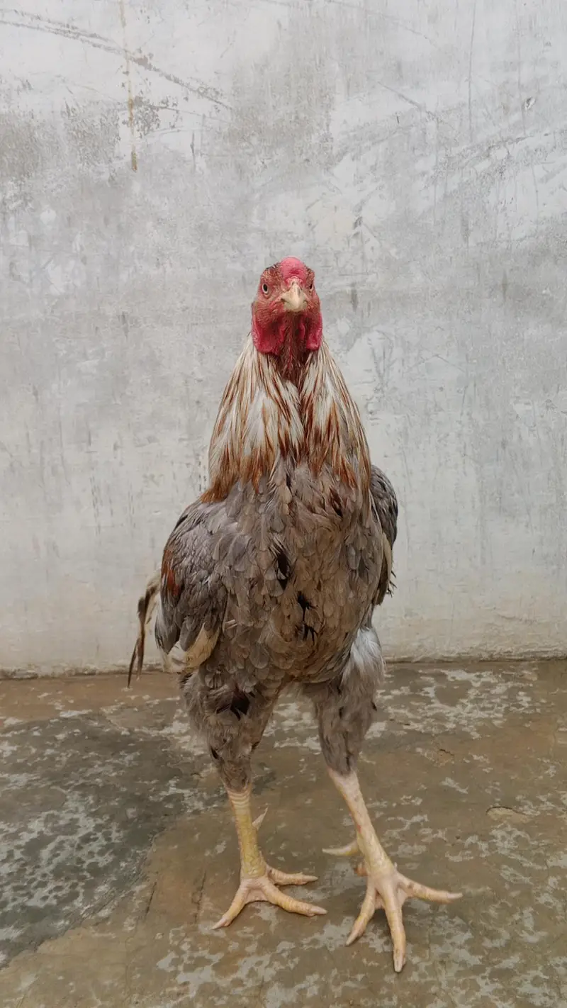 Aseel Breeder male — photo 3