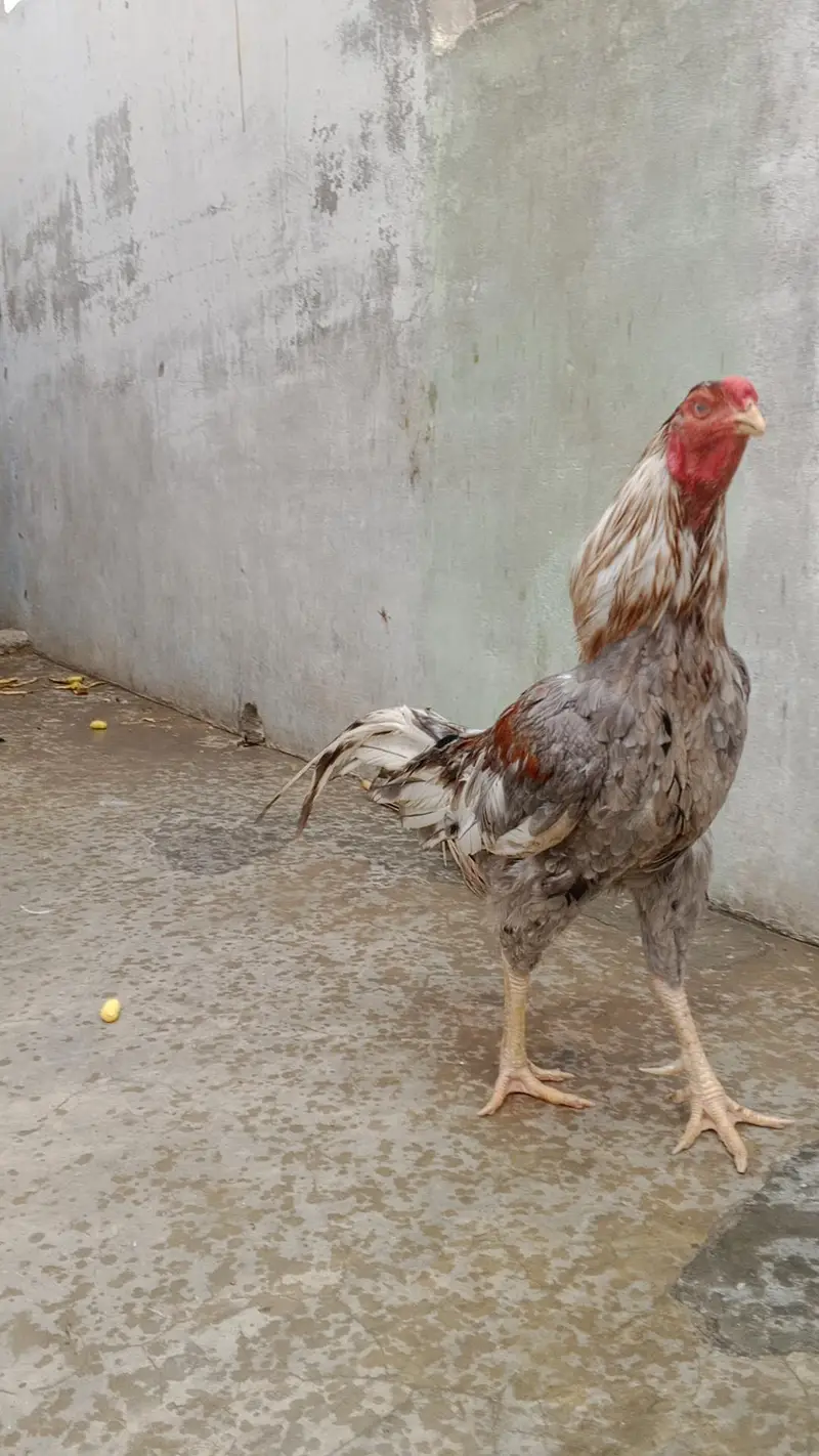 Aseel Breeder male — photo 4