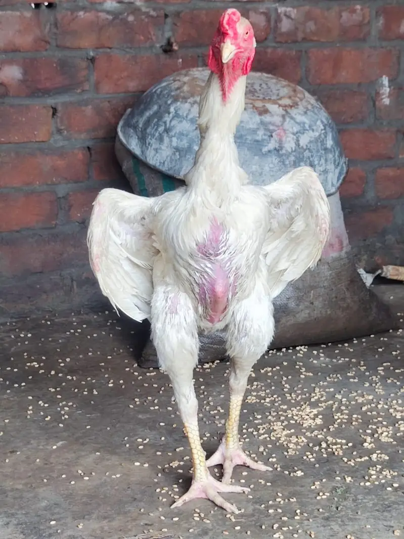 Gujranwala — photo 3