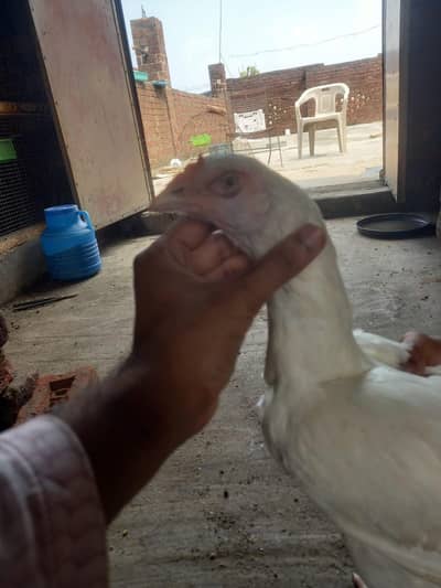 white aseel heera pair