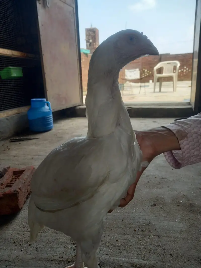white aseel heera pair — photo 2