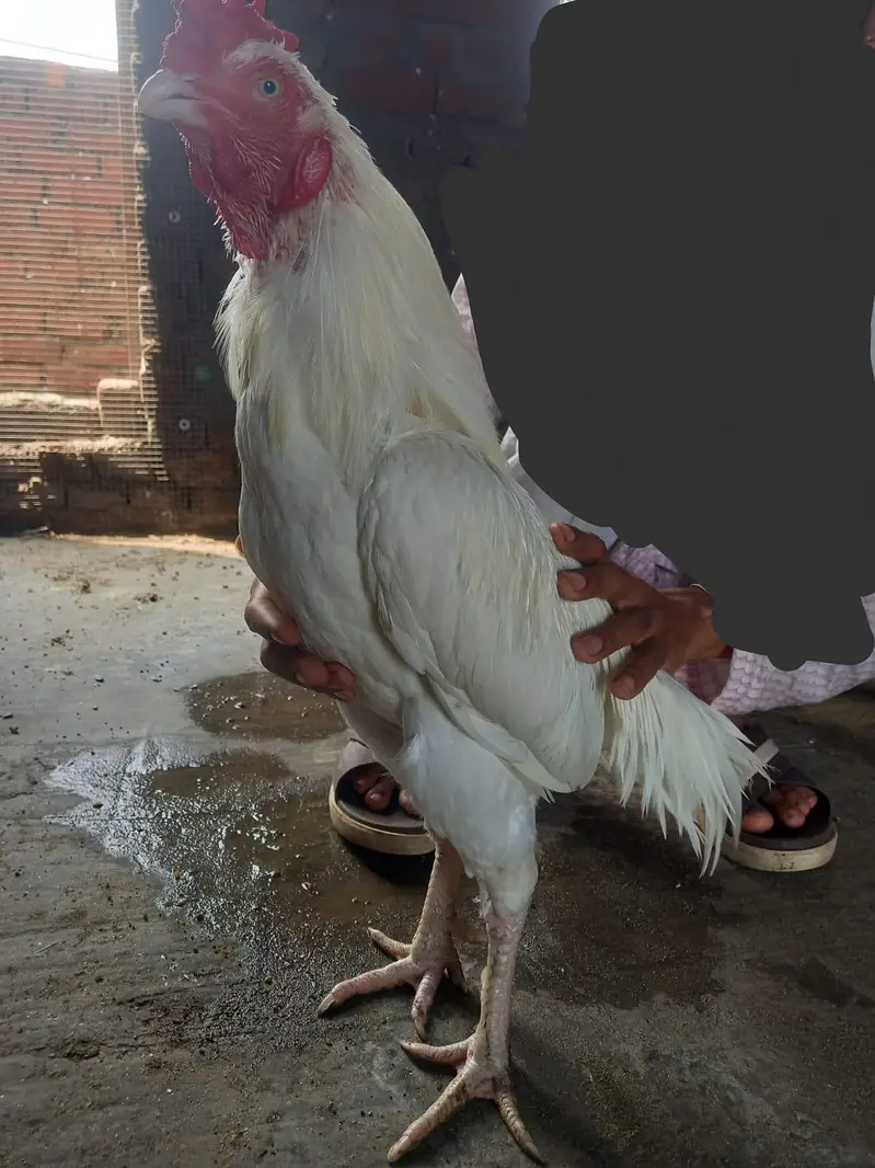 white aseel heera pair — photo 3