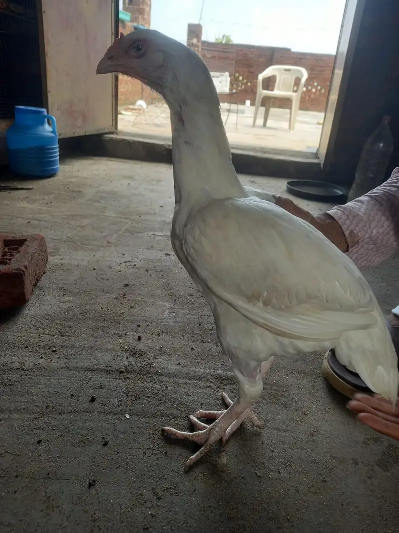 white aseel heera pair — photo 4