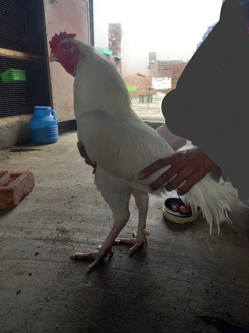 white aseel heera pair — photo 5