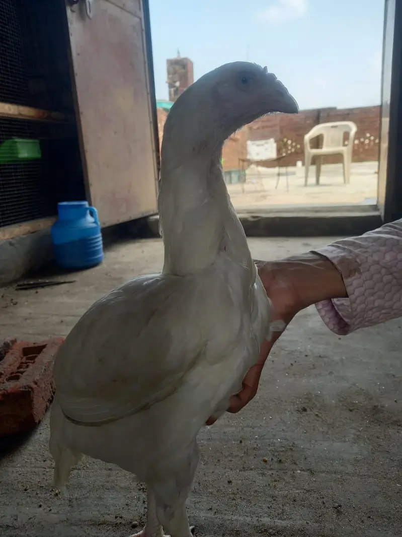 white aseel heera pair — photo 6