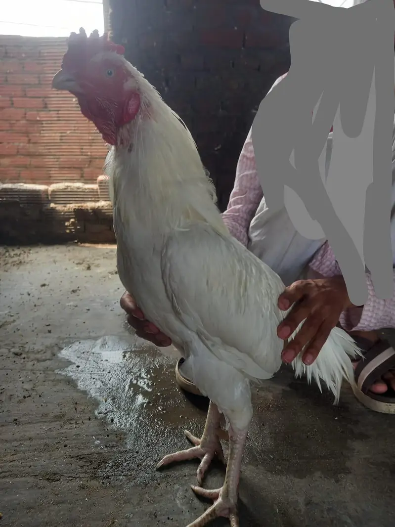white aseel heera pair — photo 7