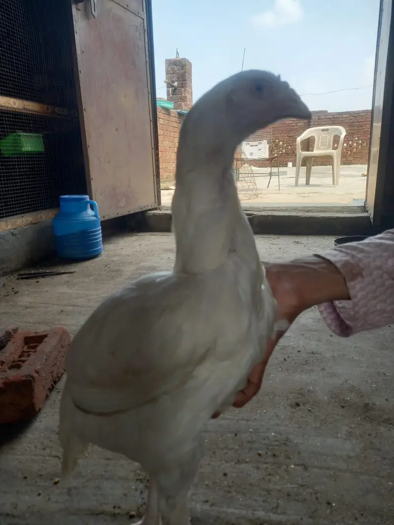 white aseel heera pair — photo 8