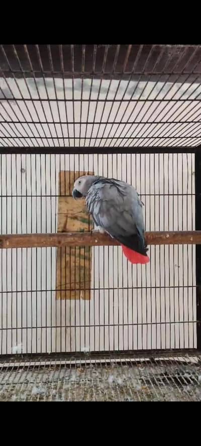 African gry breeder female