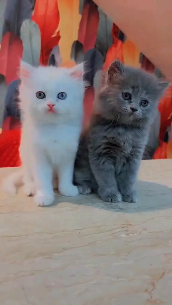 Quality Persian panch face cat and kitten WhatsAp 03401430037 — photo 2