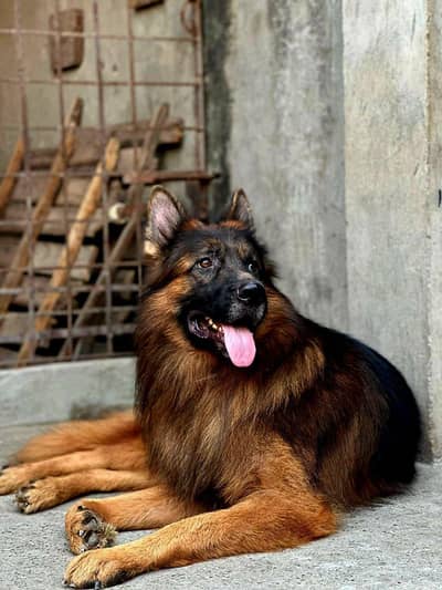 German shepherd pappy coat long