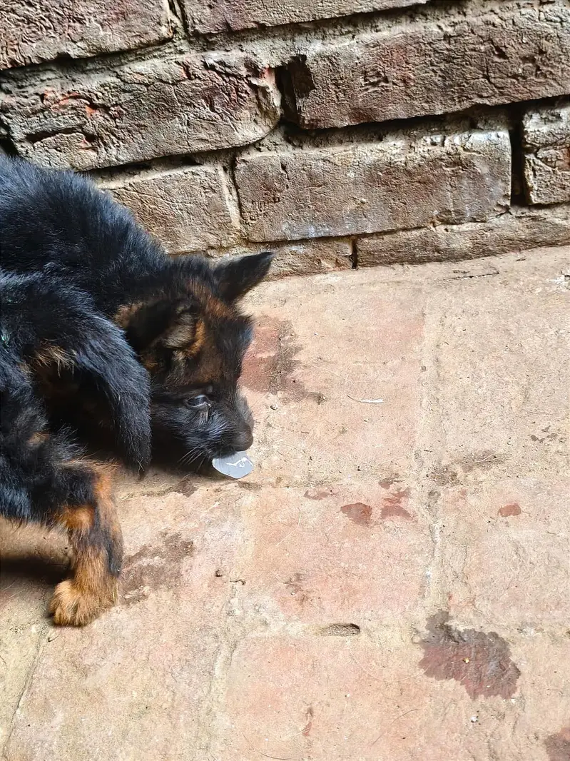 German shepherd pappy coat long — photo 3
