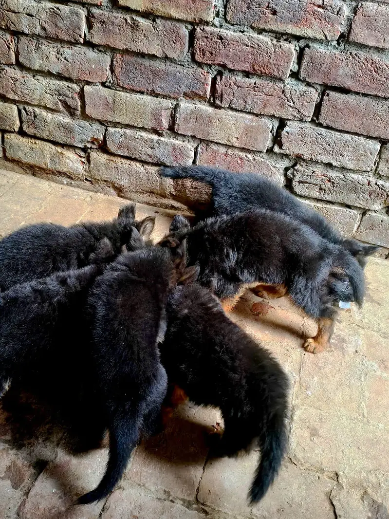 German shepherd pappy coat long — photo 5