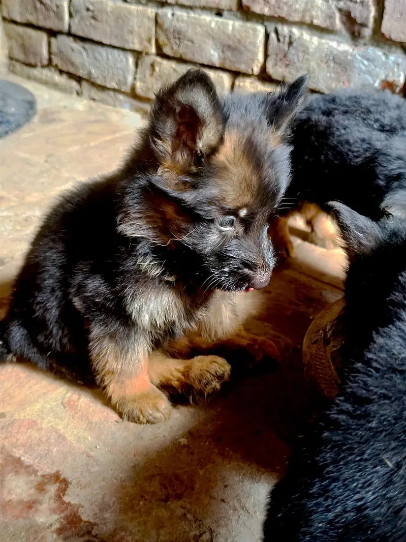 German shepherd pappy coat long — photo 6