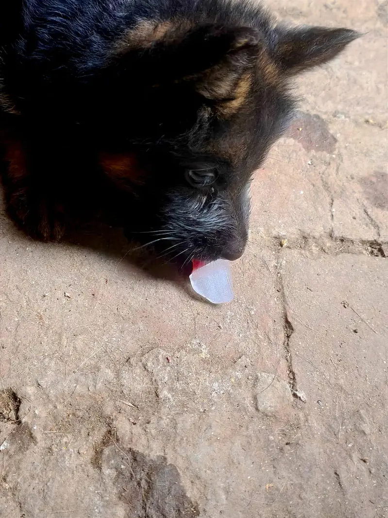 German shepherd pappy coat long — photo 8
