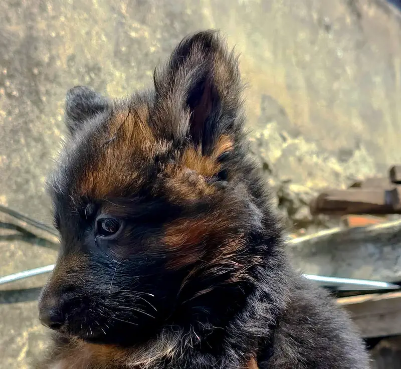German shepherd pappy coat long — photo 9