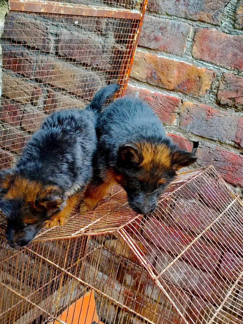 German shepherd pappy coat long — photo 11