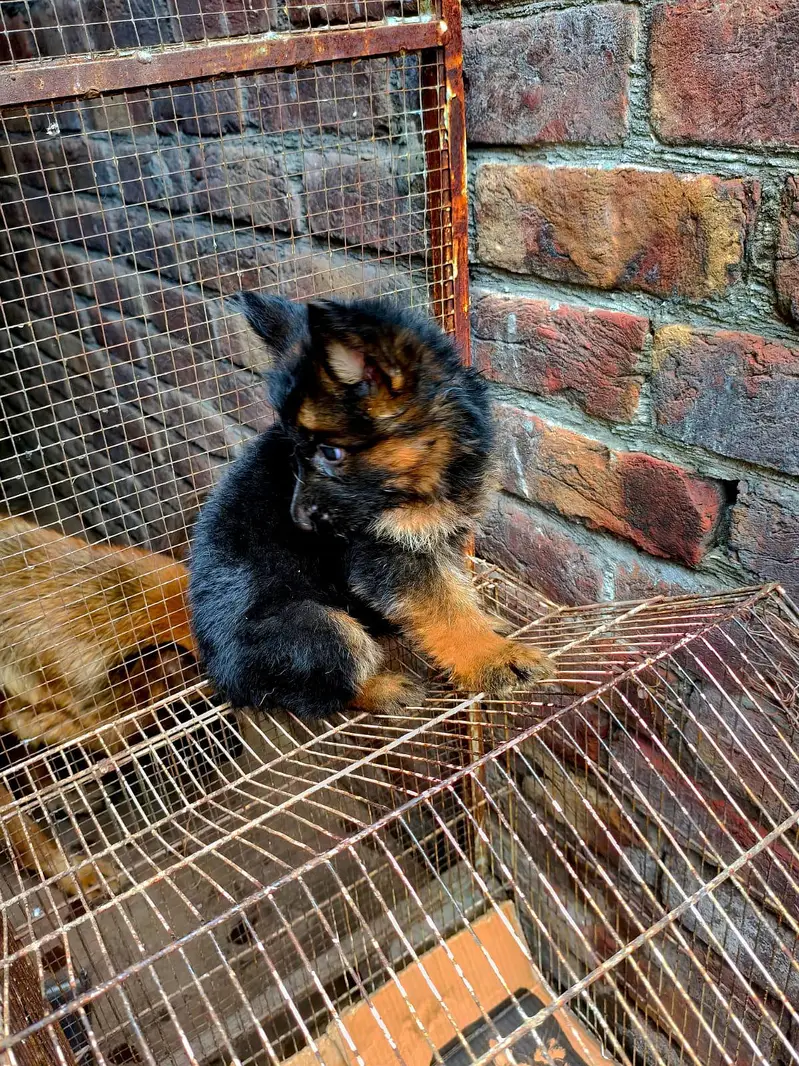 German shepherd pappy coat long — photo 12