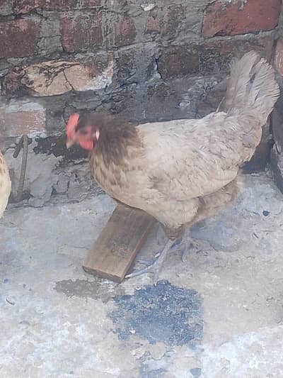 3 Hens for Sale
