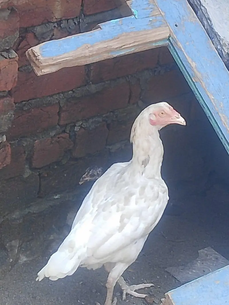 3 Hens for Sale — photo 2