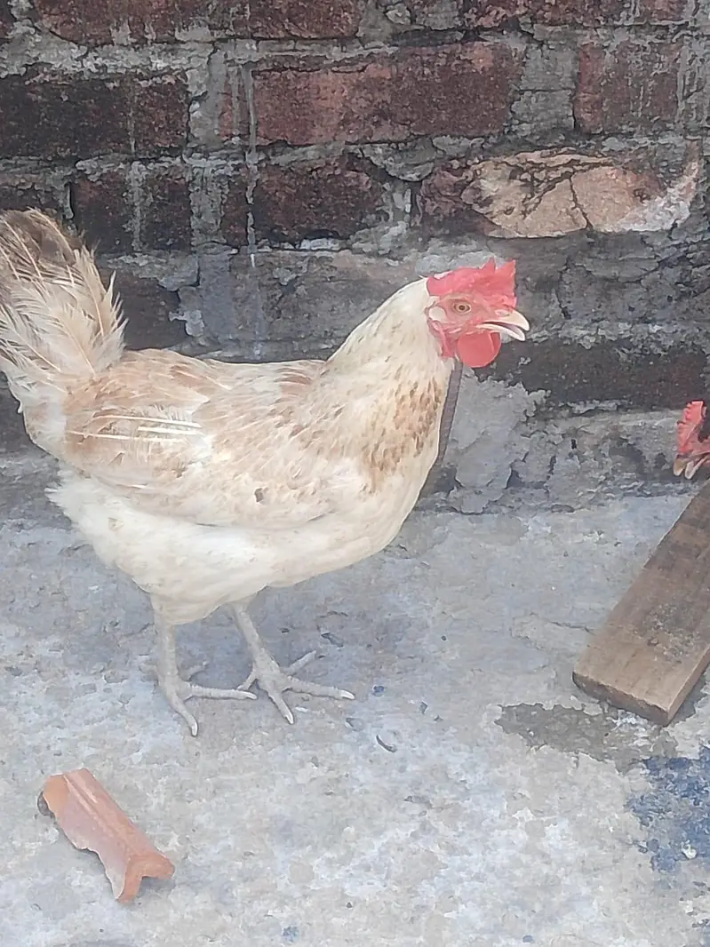 3 Hens for Sale — photo 3