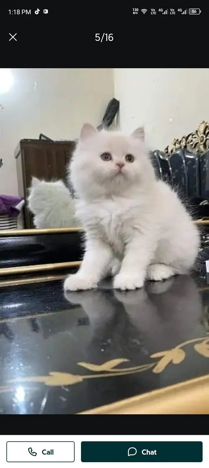 persian cat for sale My WhatsApp number 03093713755 — photo 3
