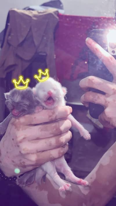 Male kitten looking for new home
