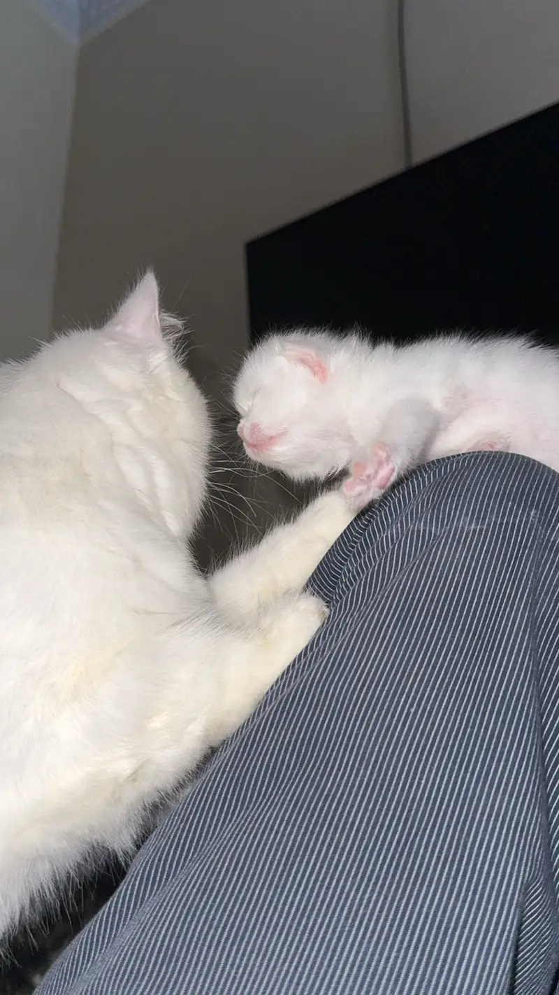 Male kitten looking for new home — photo 2