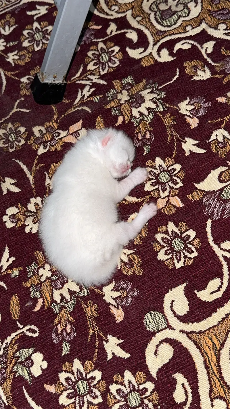 Male kitten looking for new home — photo 3