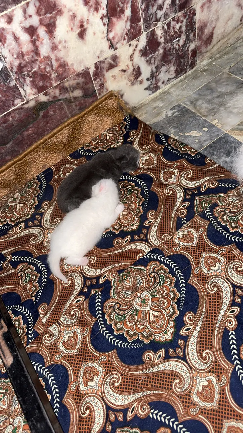Male kitten looking for new home — photo 4